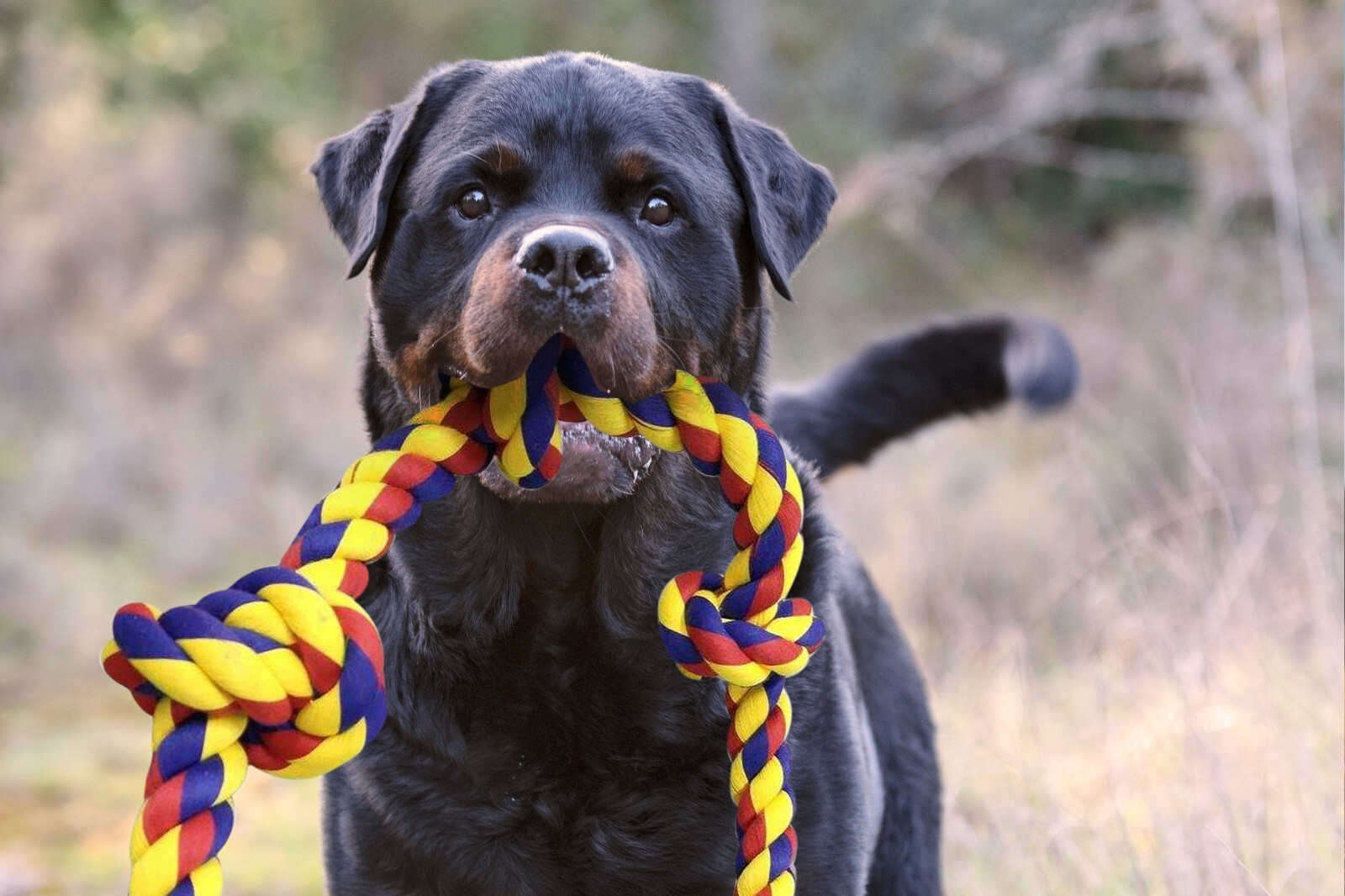 Big knots XXXL Unbreakable Dog Rope Toy for Large Breeds - BLINCOO Elite 48" - Image 19