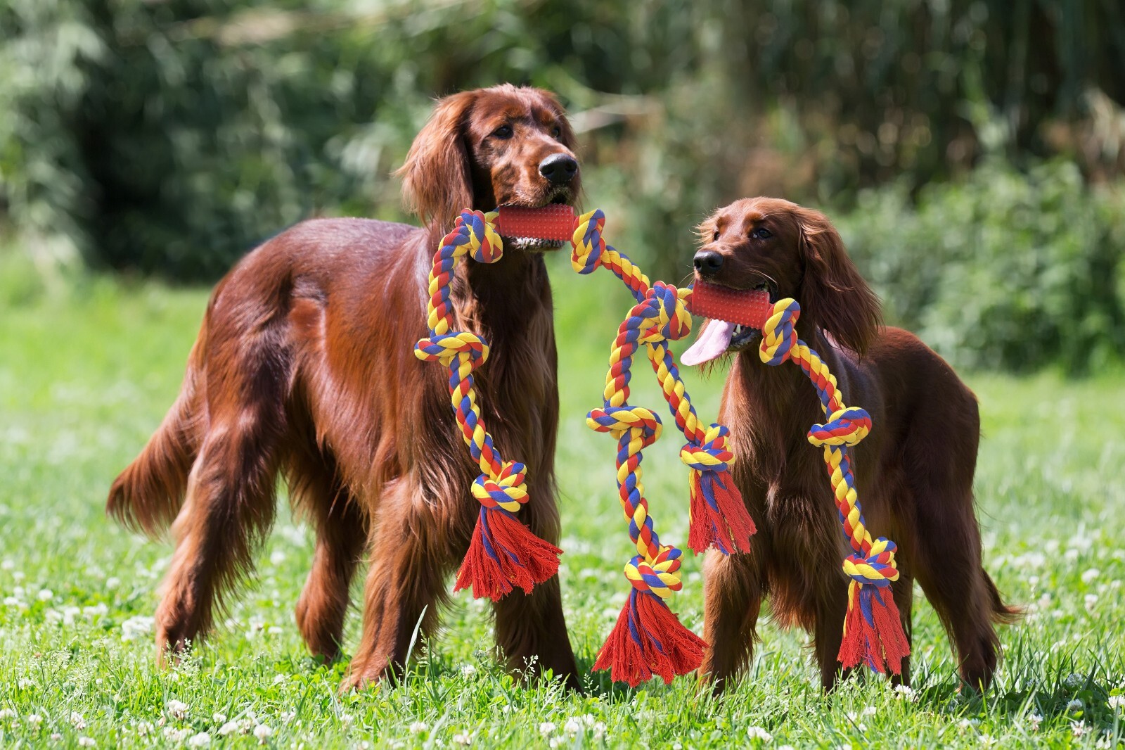 Big knots XXXL Unbreakable Dog Rope Toy for Large Breeds - BLINCOO Elite 48" - Image 22