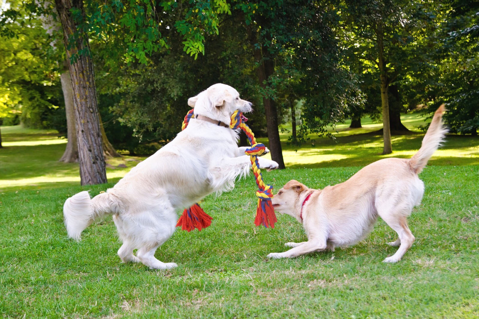 BLINCOO Dogs Rope Toys, 48" Inch with 6 knots Interactive Strong Durable Tug - Image 20