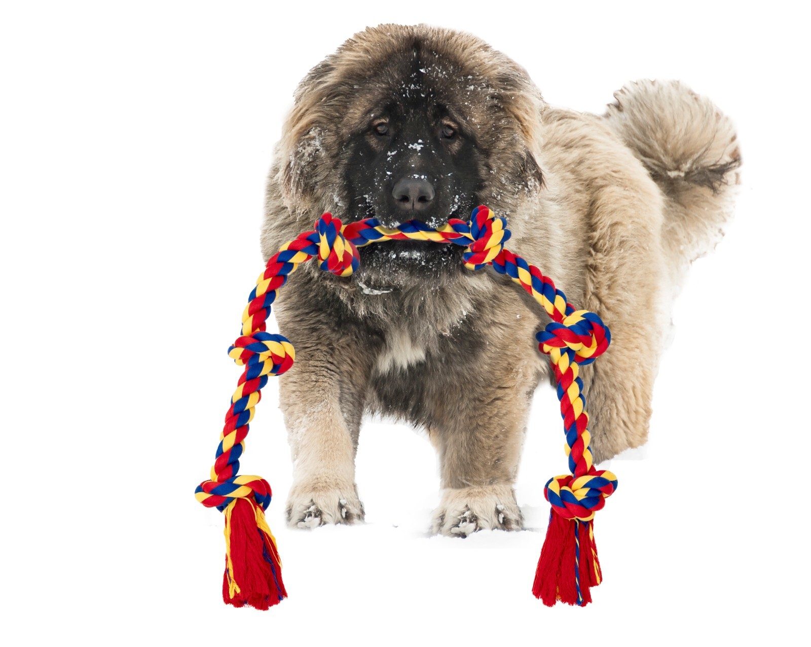 BLINCOO Dogs Rope Toys, 48" Inch with 6 knots Interactive Strong Durable Tug - Image 25
