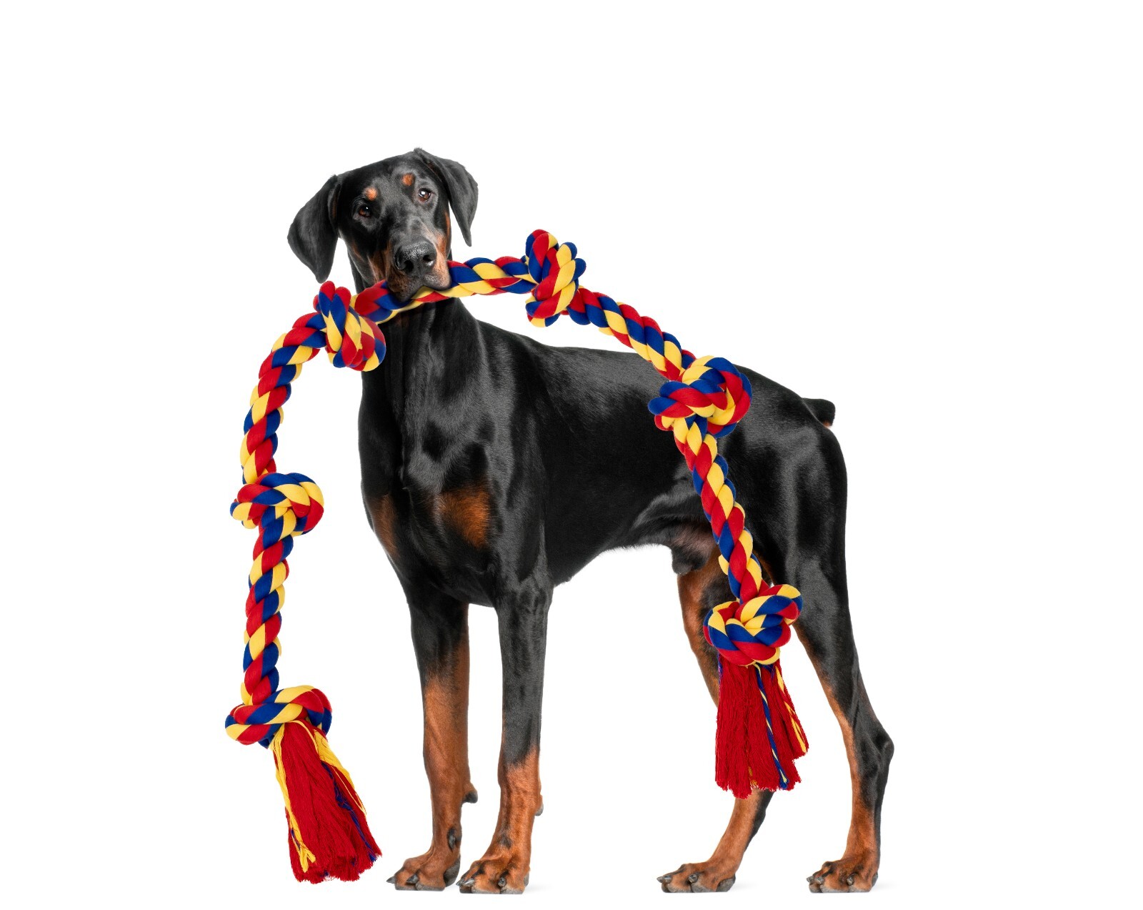 Giant Dog Rope Toy For Extra Large Dogs - 48 Inch Long 6 Knot Xxl Dog Rope - Image 14
