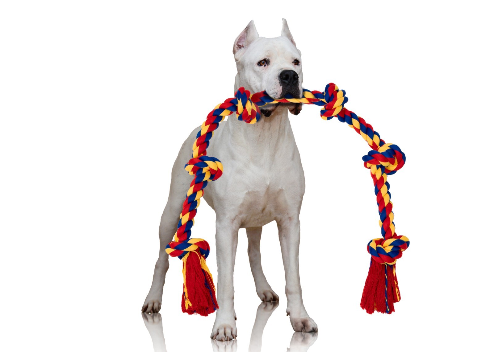 Rope Dogs Toys 48 Inch for Large Breeds 6 Knots - Image 22