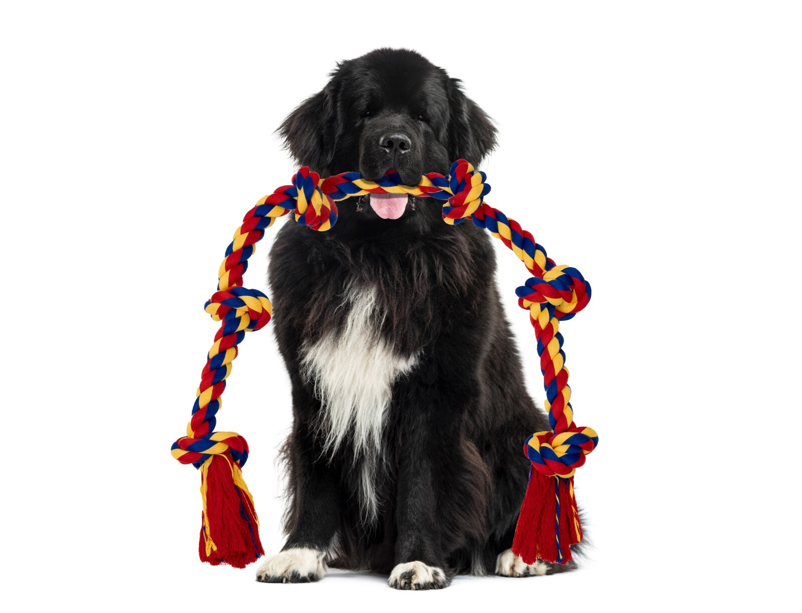 Rope Dogs Toys 48 Inch for Large Breeds 6 Knots - Image 23