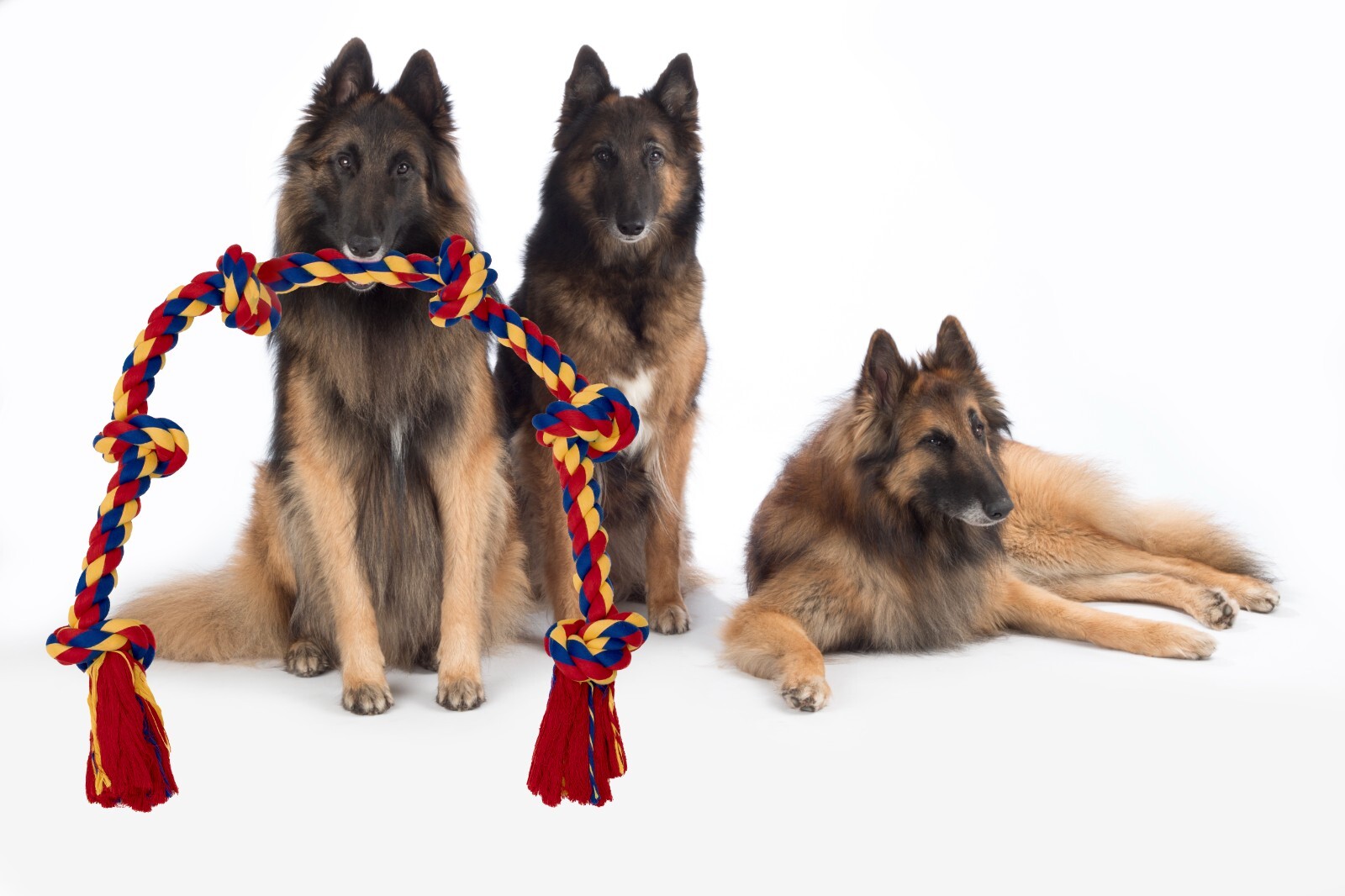 Rope Dogs Toys 48 Inch for Large Breeds 6 Knots - Image 4