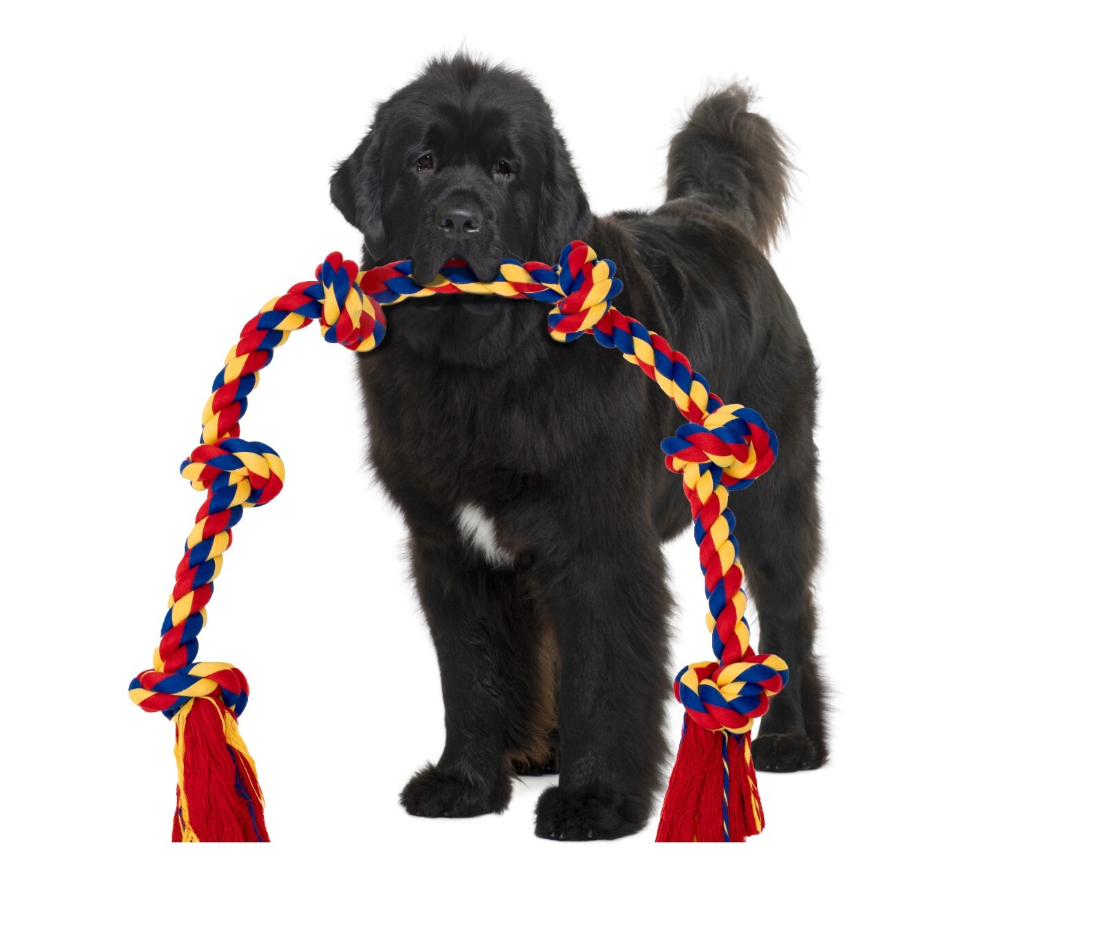 Interactive Dog Toys BLINCOO Elite 48 Inch 6 knots. - Image 13
