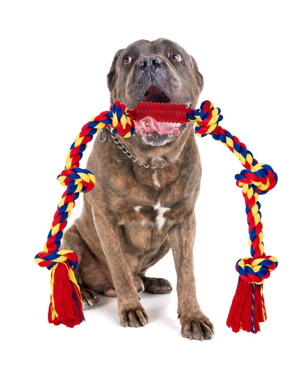 Interactive Dog Toys BLINCOO Elite 48 Inch 6 knots. - Image 3