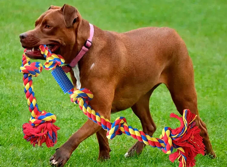 Dog Toy for Large Breeds for Tug of War Games, Durable 48 Inch 6 Knots - Image 3