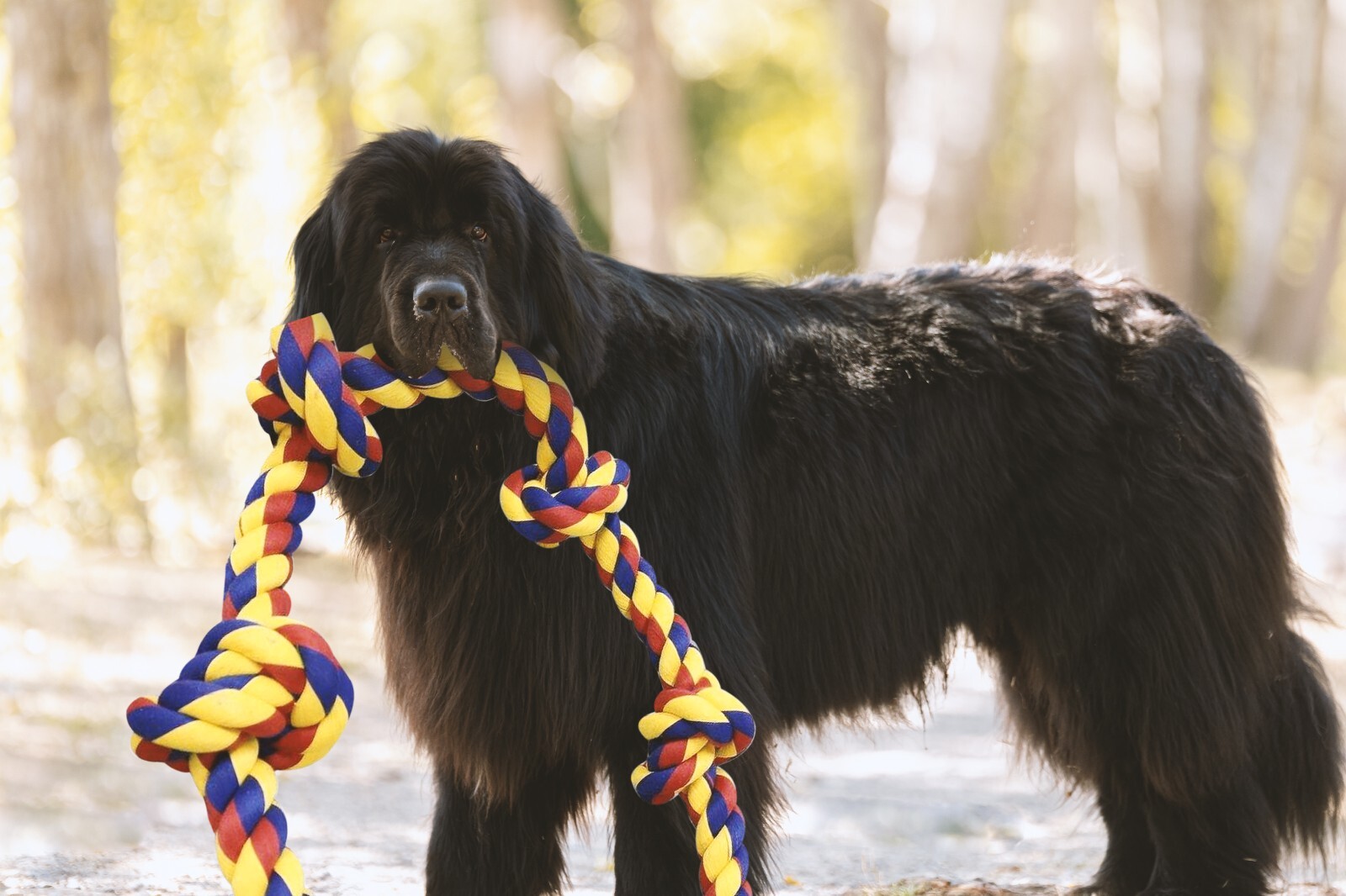 Dogs Toys for Large Dogs - BLINCOO Elite 48" Heavy Duty Tug of War - Image 22