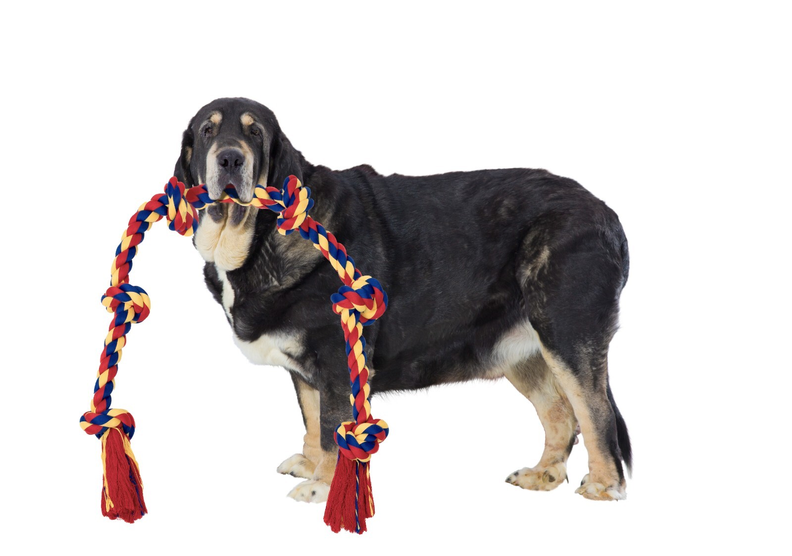 Giant Dog Rope Toy for Extra Large Dogs - 48 Inch Long 6 Knot XXL Dog Rope Toy - Image 11