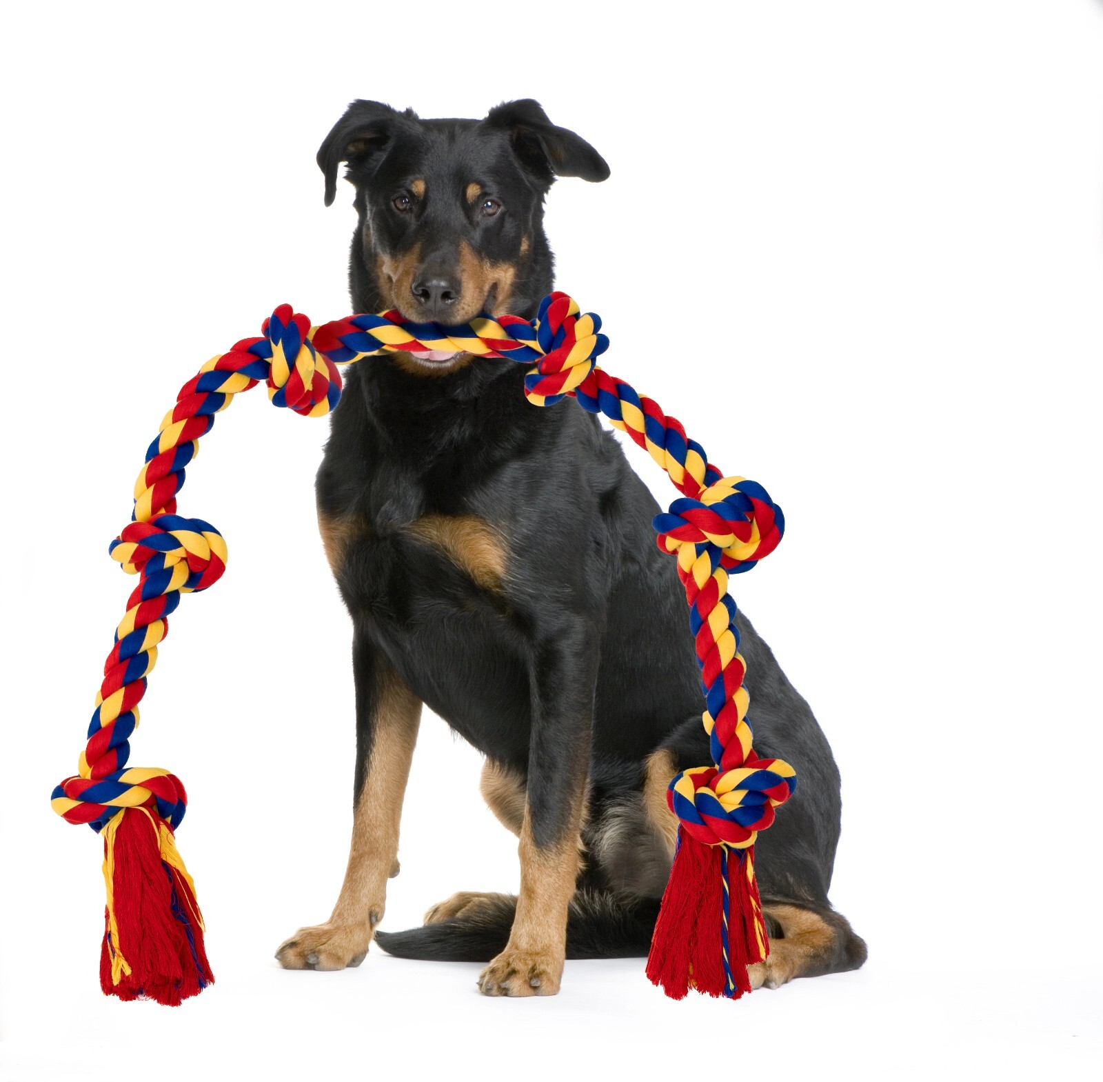 Giant Dog Rope Toy for Extra Large Dogs - 48 Inch Long 6 Knot XXL Dog Rope Toy - Image 13
