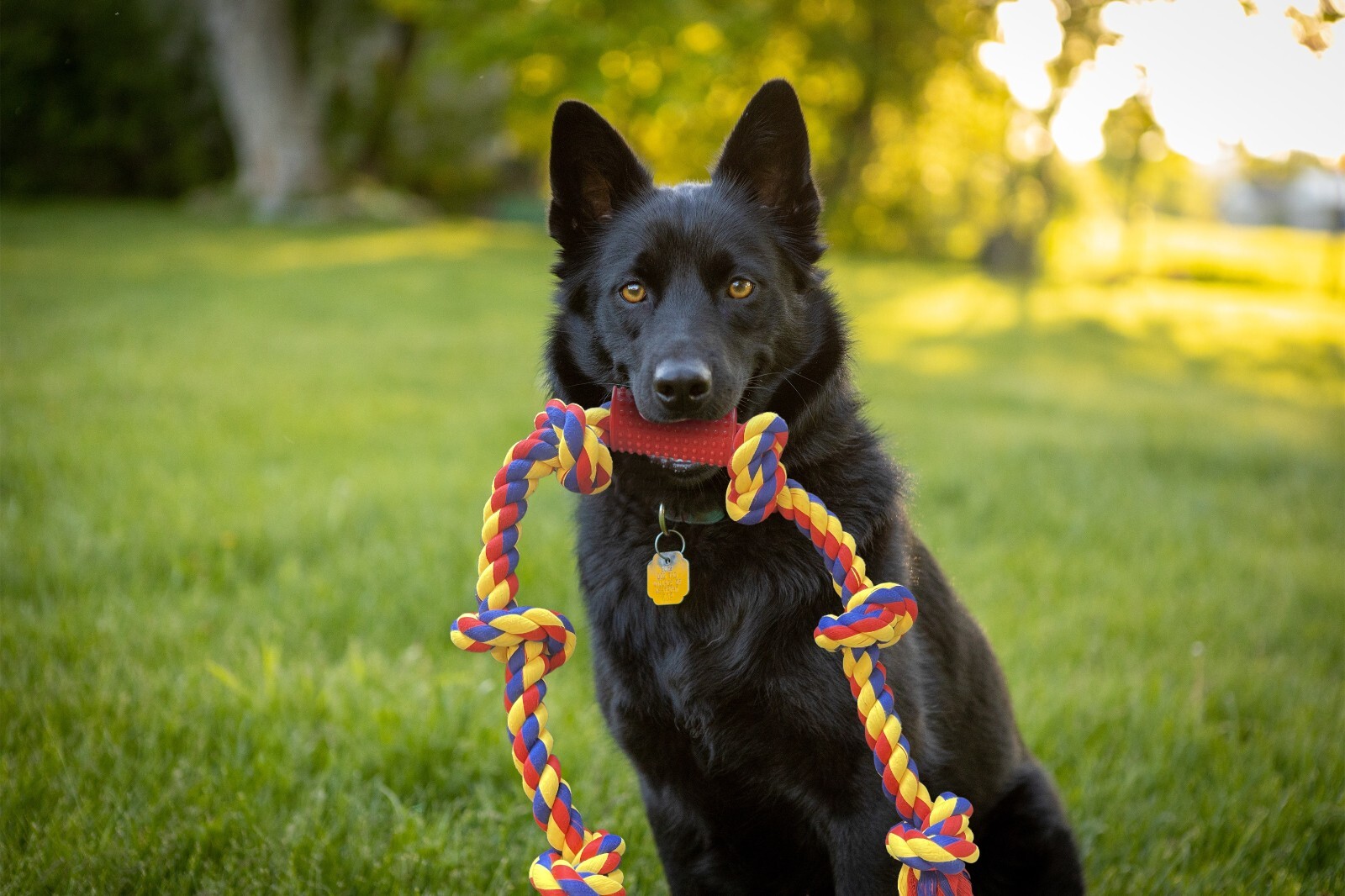 Pet toys for dogs , long 4 feet Rope Tug of War and Interactive Fun! - Image 9