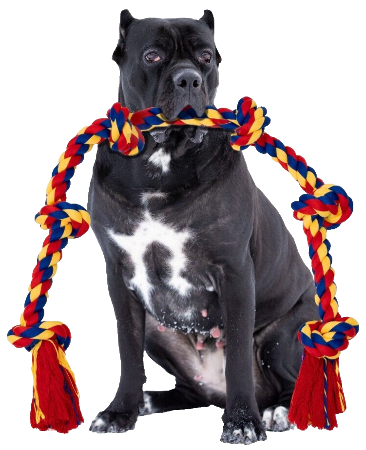 Interactive Dog Toys - BLINCOO Elite 48 for Italian Cane Corso!