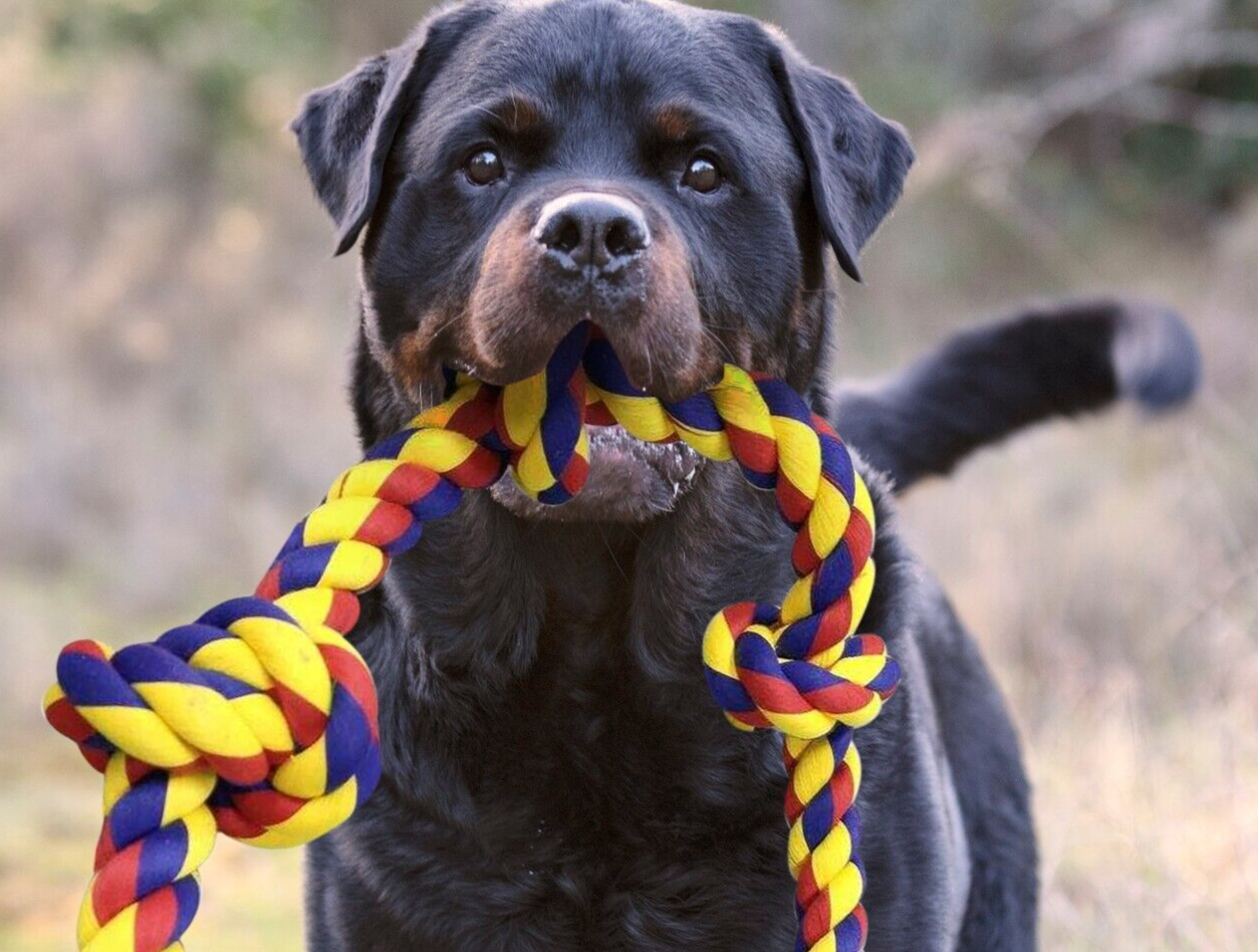 BLINCOO Dogs Rope Toys, 48" Inch with 6 knots Interactive Strong Durable Tug - Image 18