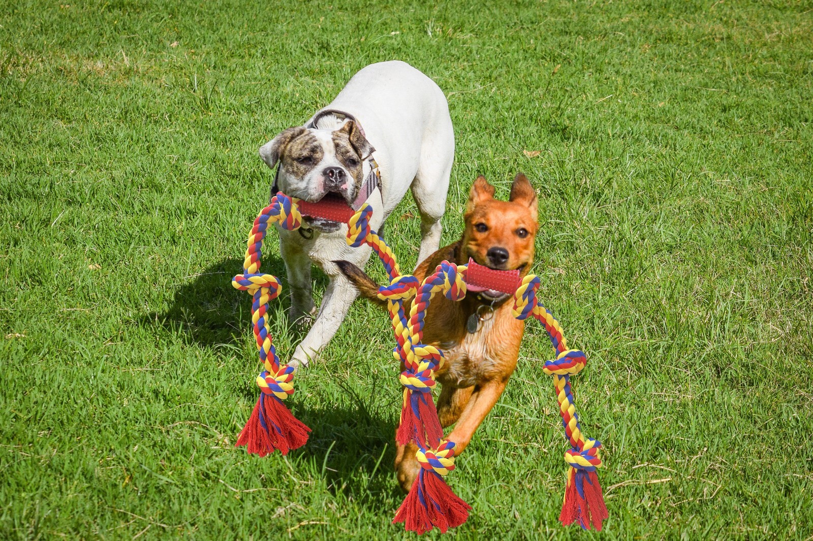48" Interactive Dog Tug Rope â Durable Play Toy for Boredom & Energy Relief - Image 20