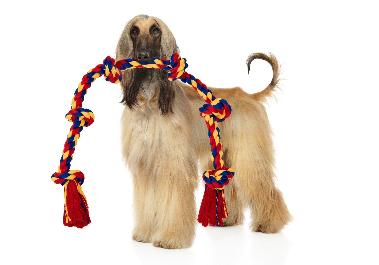 48" Interactive Dog Tug Rope â Durable Play Toy for Boredom & Energy Relief - Image 25