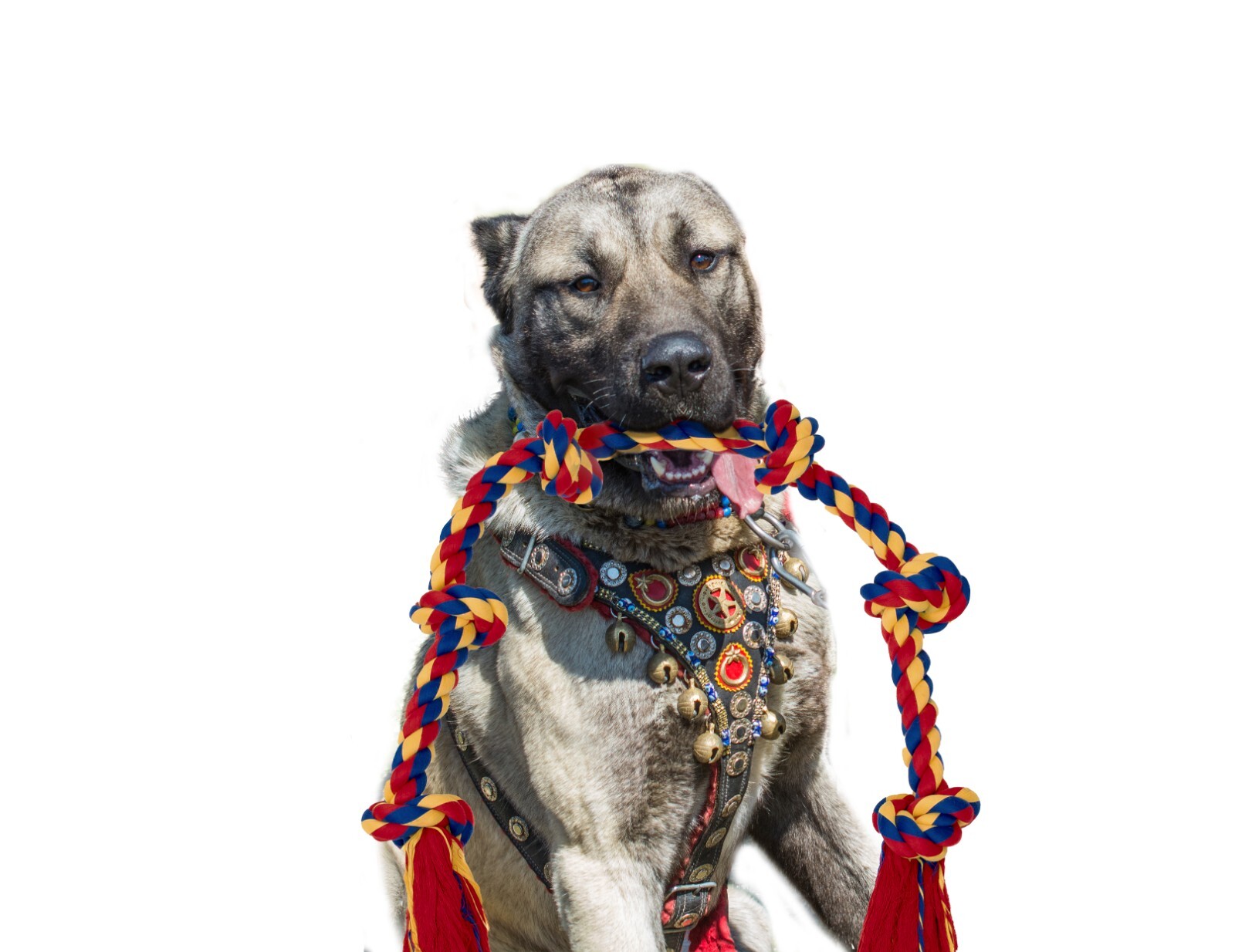 Best Interactive Dog Toys for Boredom Relief - Fun & Engaging Toys - Image 9