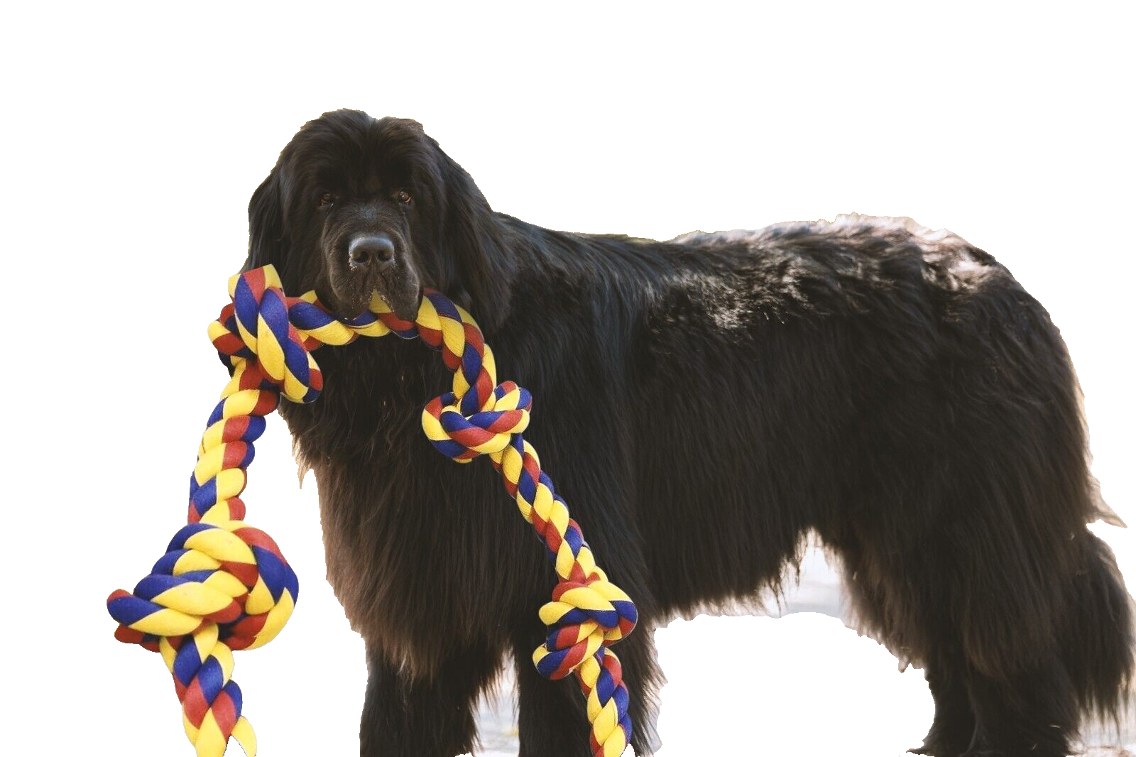 Big knots XXXL Unbreakable Dog Rope Toy for Large Breeds - BLINCOO Elite 48" - Image 5