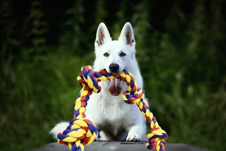 Big knots XXXL Unbreakable Dog Rope Toy for Large Breeds - BLINCOO Elite 48" - Image 6