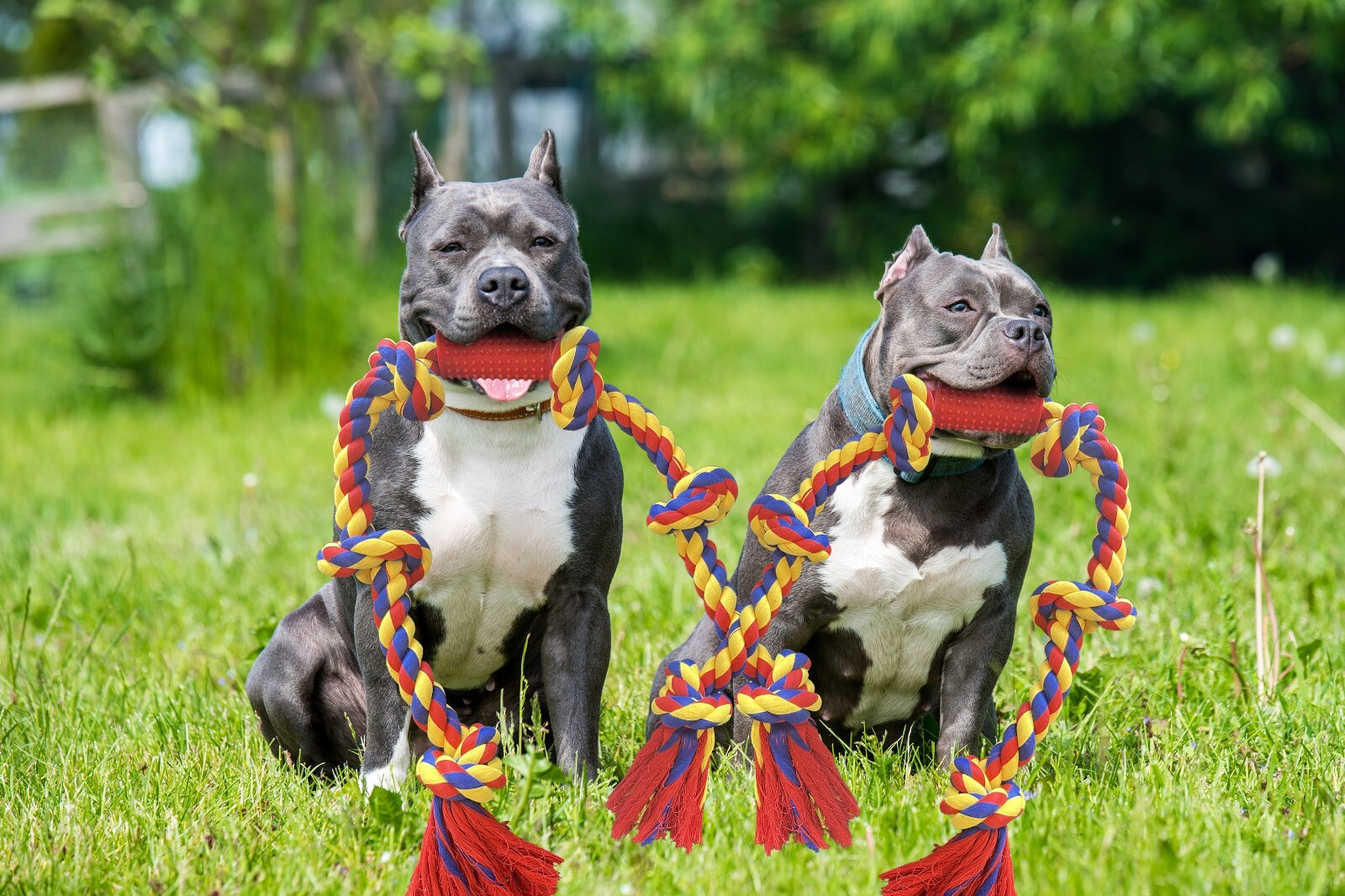 Big knots XXXL Unbreakable Dog Rope Toy for Large Breeds - BLINCOO Elite 48" - Image 13
