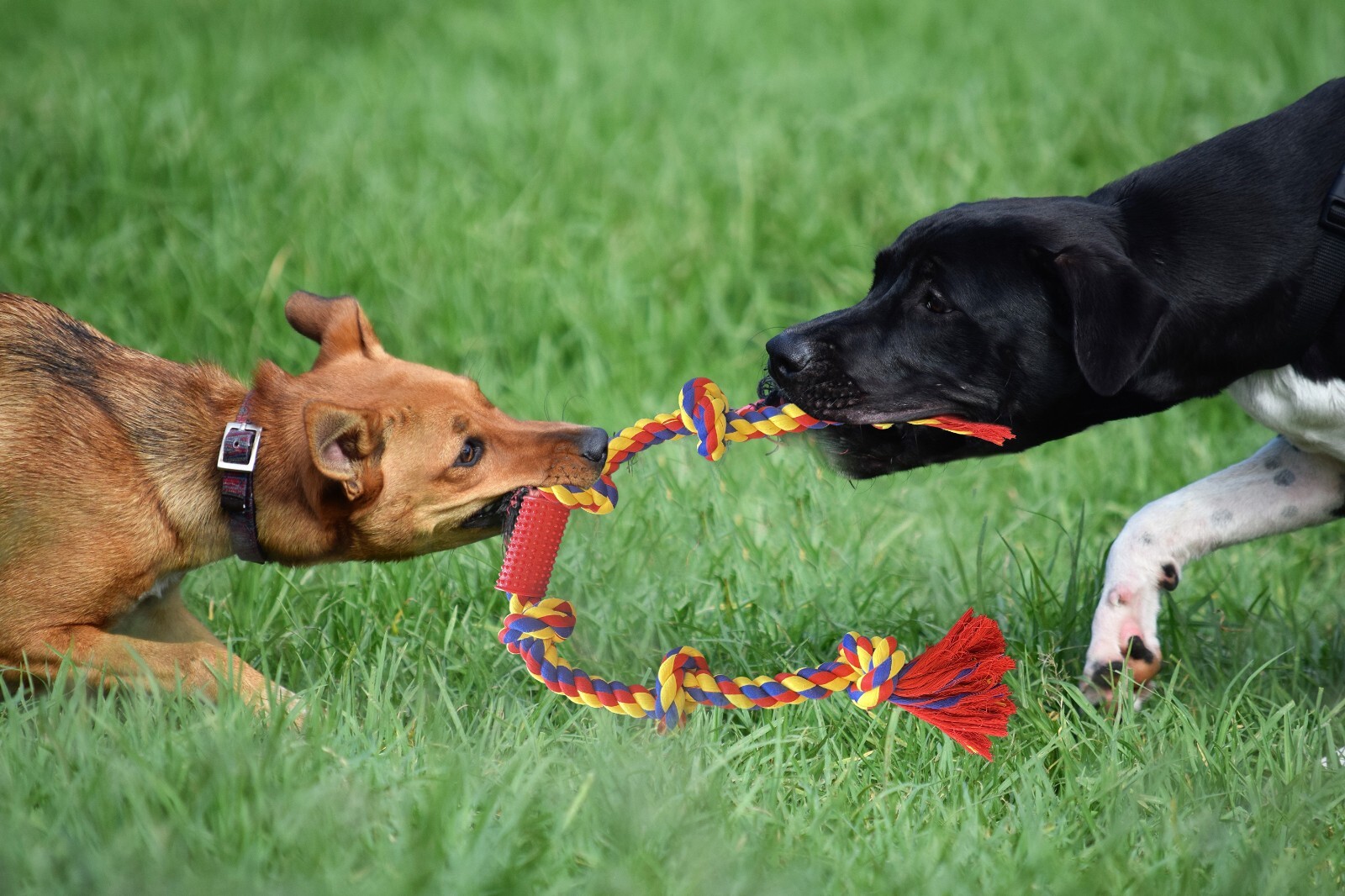 Big knots XXXL Unbreakable Dog Rope Toy for Large Breeds - BLINCOO Elite 48" - Image 24