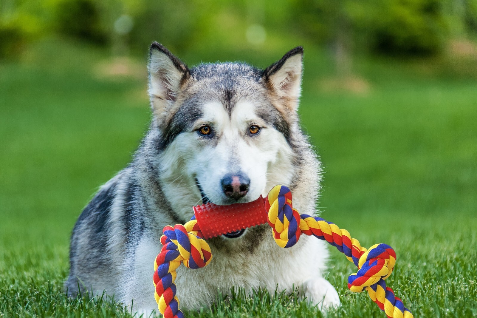 Big knots XXXL Unbreakable Dog Rope Toy for Large Breeds - BLINCOO Elite 48" - Image 7